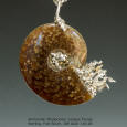 Ammonite and Sterling Pendant